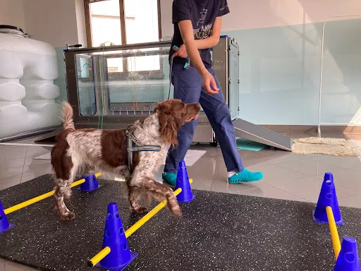 Studio Veterinario VisoVet - Veterinarian in Italy