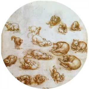 Study sheet with cats, dragon and other animals