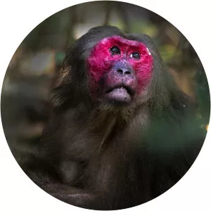 Stump-tailed macaque