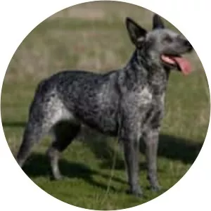 Stumpy tail cattle dog
