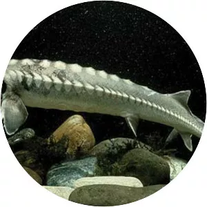 Sturgeon - Fish