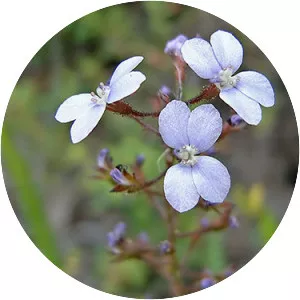 Stylidiaceae - Plants