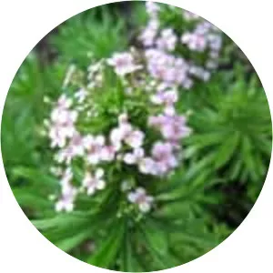 Stylidium adnatum - Plants