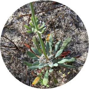 Stylidium brunonianum - 