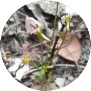 Stylidium calcaratum