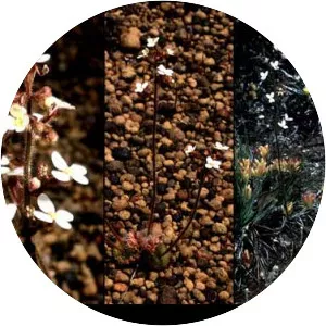 Stylidium ciliatum