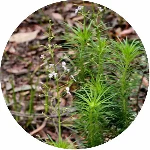 Stylidium laricifolium