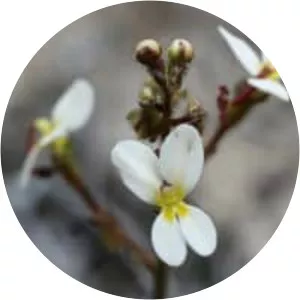 Stylidium piliferum - Plants