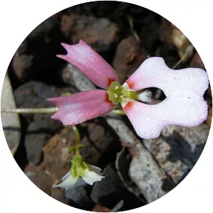Stylidium - Plants