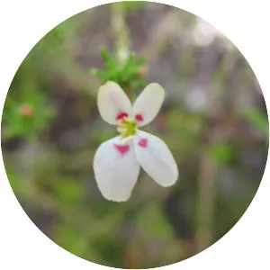 Stylidium repens - Plants