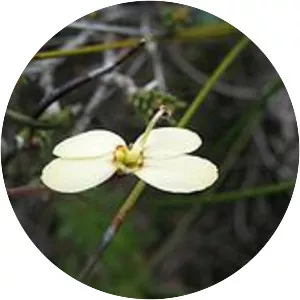 Stylidium rupestre