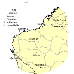 Stylidium spathulatum