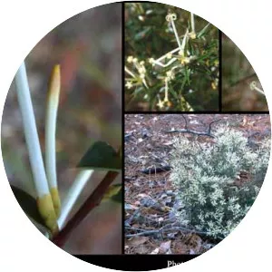 Styphelia tenuiflora - 