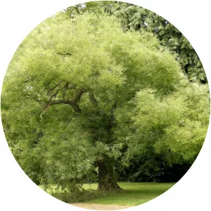 Styphnolobium japonicum