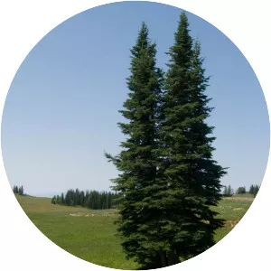 Subalpine fir