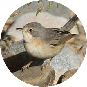 Subalpine warbler - Birds