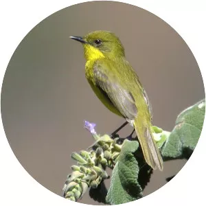 Subtropical doradito