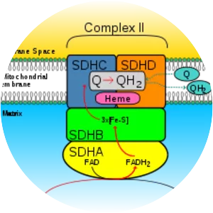 Succinate dehydrogenase - 