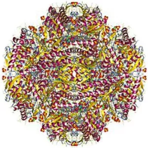 Succinate-semialdehyde dehydrogenase - Chemical compound