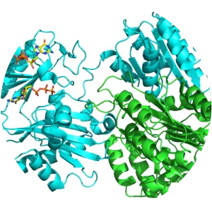 Succinyl coenzyme A synthetase - 