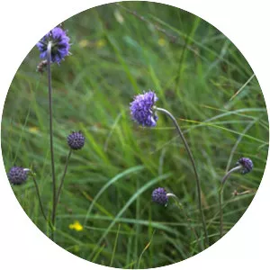 Succisa pratensis - Plants