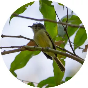 Sucunduri Flycatcher - 