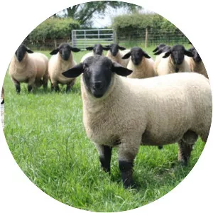 Suffolk sheep