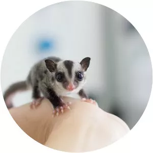 Sugar glider