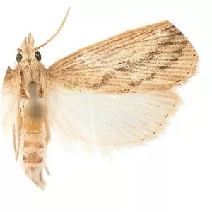 Sugarcane borer