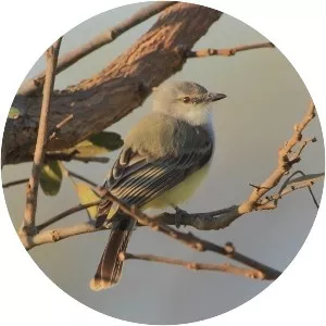 Suiriri flycatcher