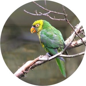 Sula lorikeet - Birds
