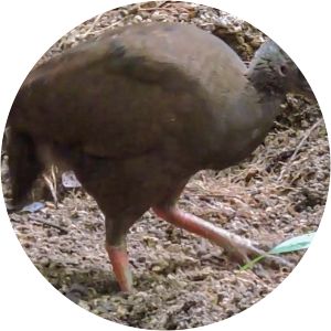 Sula megapode - Birds
