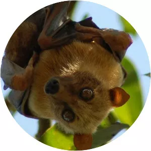 Sulawesi flying fox - Animal