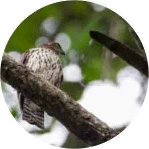 Sulawesi goshawk