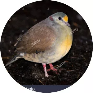 Sulawesi ground dove