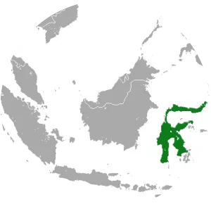 Sulawesi harpy fruit bat