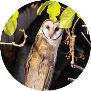 Sulawesi masked owl