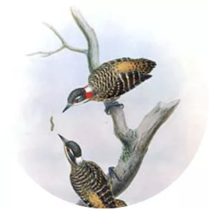 Sulawesi pygmy woodpecker - Bird