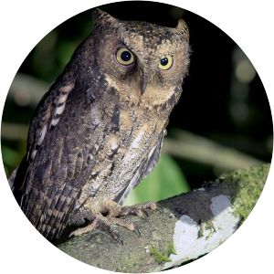 Sulawesi scops owl