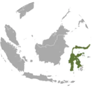 Sulawesi stripefaced fruit bat