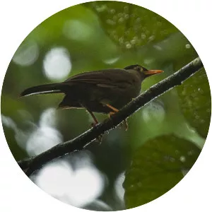 Sulawesi thrush