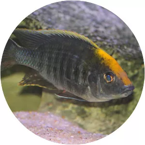 Sulfurhead aulonocara