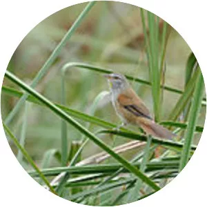 Sulphur-bearded spinetail