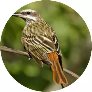 Sulphur-bellied flycatcher