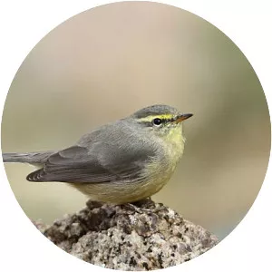 Sulphur-bellied warbler