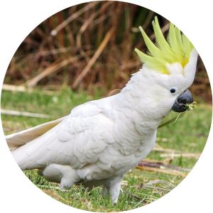Sulphur-crested cockatoo - Birds