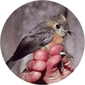 Sulphur-rumped myiobius