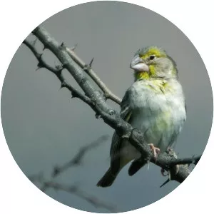 Sulphur-throated finch - Bird
