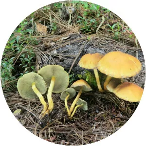 Sulphur tuft