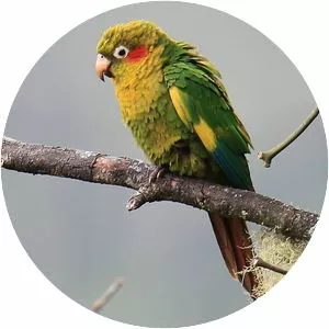 Sulphur-winged parakeet